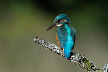 Kingfisher (Alcedo Atthis)/Kingfisher perched on moss covered branch