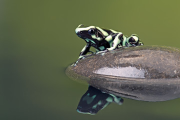 Poison Dart Frog (Dendrobates Auratus)/Poison Dart Frog reflected in water