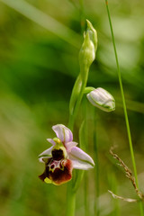 Orchidea 11