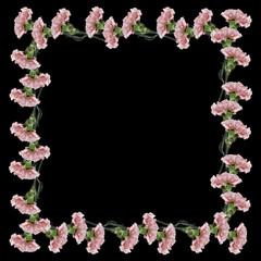 Pink carnation 