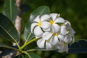 White Frangipani flower at full bloom during summer. Plumeria.