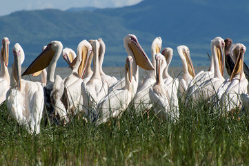 grupa pelikanów na Jeziorze Chamo w Etiopii