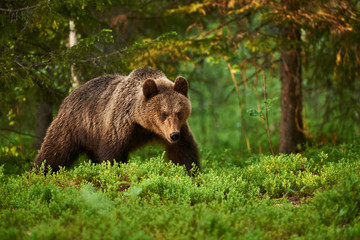 Naklejka na ściany i meble Brown bear in the forest