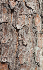 Wood grain bark texture