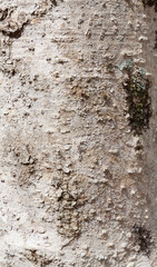 Wood grain bark texture