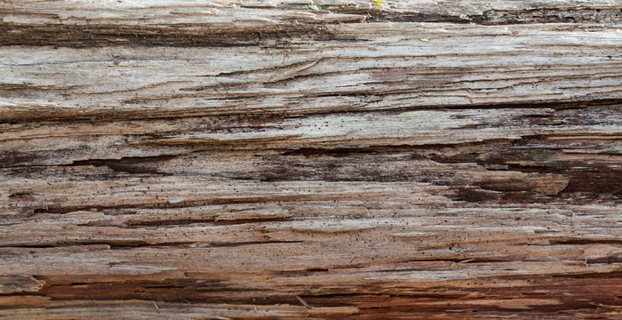 Wood grain bark texture