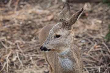 Roe-deer in the wild in a clearing