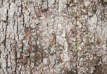Wood grain bark texture