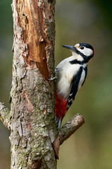 Male great-spotted woodpecker