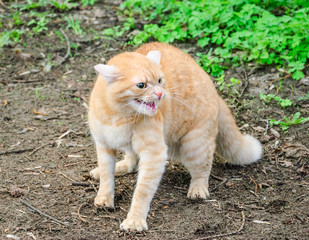 Naklejka na ściany i meble Aggressive ginger cat
