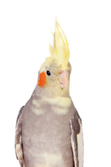 Beautiful parrot nymph gray with yellow crest