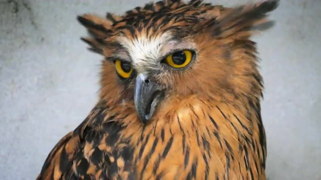 Funny Buffy Fish owl Ketupa Ketupu looks at camera and turns head away