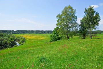 Beautiful summer landscape with river birch trees and a meadow