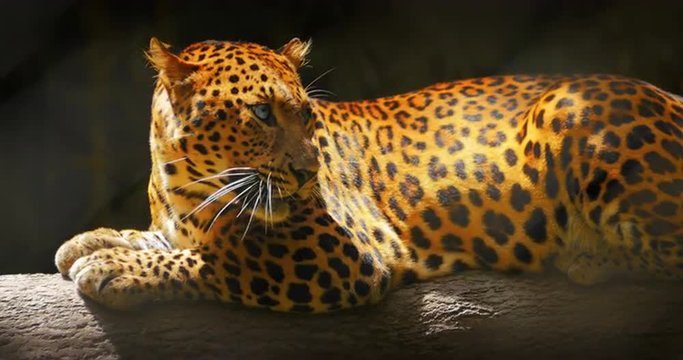 Spotted Leopard yawns and shows big fangs close up 4K video