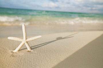 Fototapeta na wymiar white starfish on white sand beach, with ocean sky and seascape