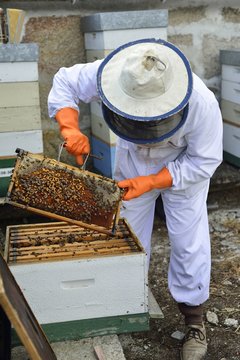 Beekeeper collecting honey