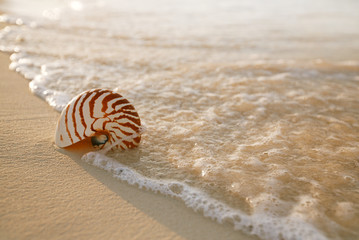 nautilus sea shell on golden sand beach in  soft sunset light