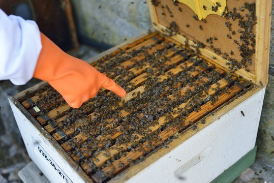 Beekeeper collecting honey