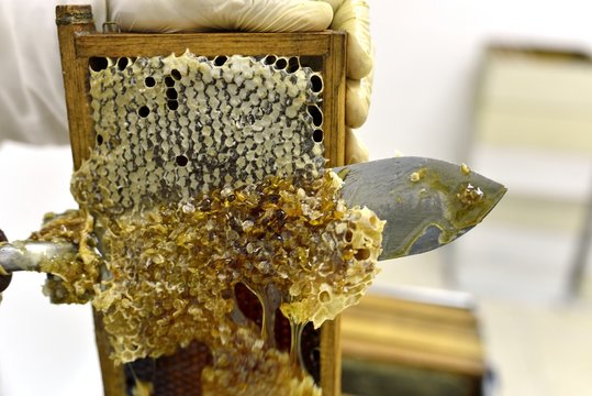 Beekeeper collecting honey