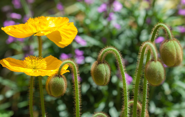 Yellow Poppies