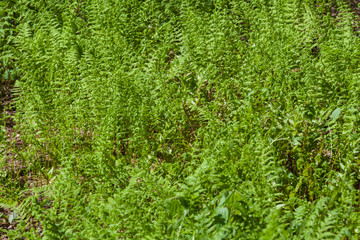 Ferns in the summer