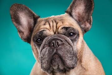 French bulldog isolated over blue background