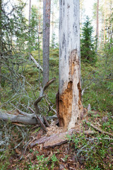 Rotten dead wood tree in forest