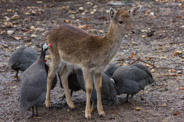baby deer with fowl bird looking for bugs