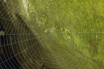 detail macro spider web on green background