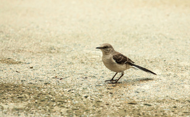 norther mocking bird eating bugs from the driveway in the rain