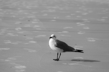 tybee island georgia sea gull