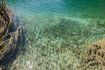 Naklejka na ściany i meble fishes in the Plitvice lake in croatia