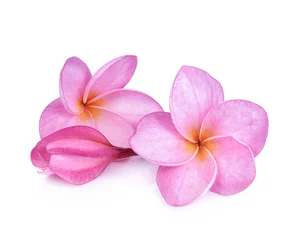 Wall murals Frangipani Pink plumeria flowers isolated on white background