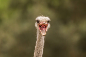 mad ostrich screaming on safari park