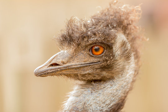 ostrich looking aside on safari park