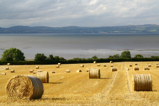 starw filed on ireland with view over the sea