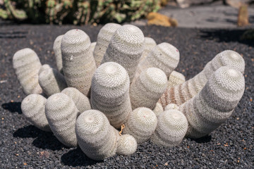 white cactus on little lava stones