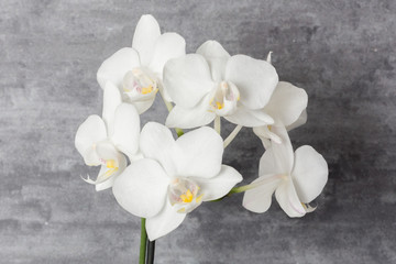 Naklejka na ściany i meble white orchid on dark background