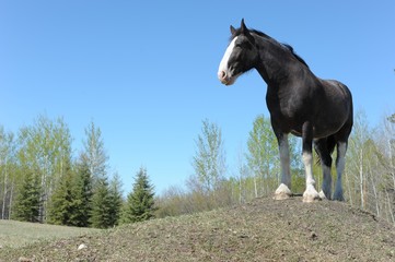 Clydesdale horse on a hill