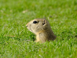 Naklejka na ściany i meble Little baby Gopher checks out his surroundings in the Park