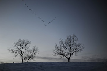 Geese in their flying V over an evening sky