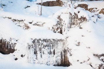 Beautiful icicle ice formation on small tree