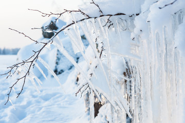 Beautiful icicle ice formation on small tree © Juhku