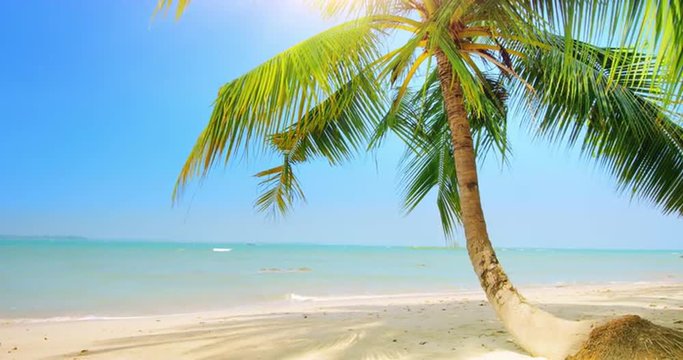 Palm tree on tropical coast with blue sky and calm sea tourism 4K background