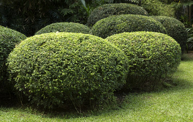 Round crown bushes