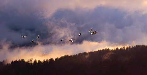 Forested mountain slope in low lying cloud