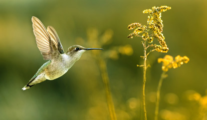 Hummingbird in the garden panoramic image © mbolina