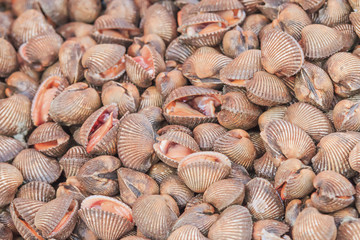 Fresh raw cockles background at market