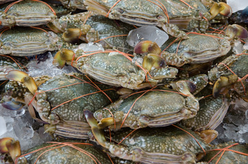 Blues wimming crab with ice in thai market