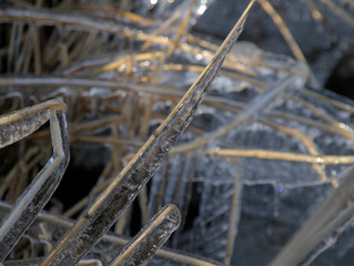 凍り付いた枯草